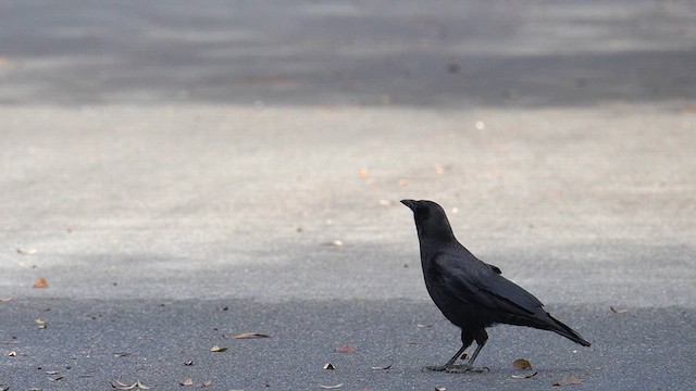 American Crow - ML625904771