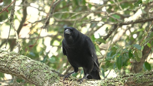 American Crow - ML625904777