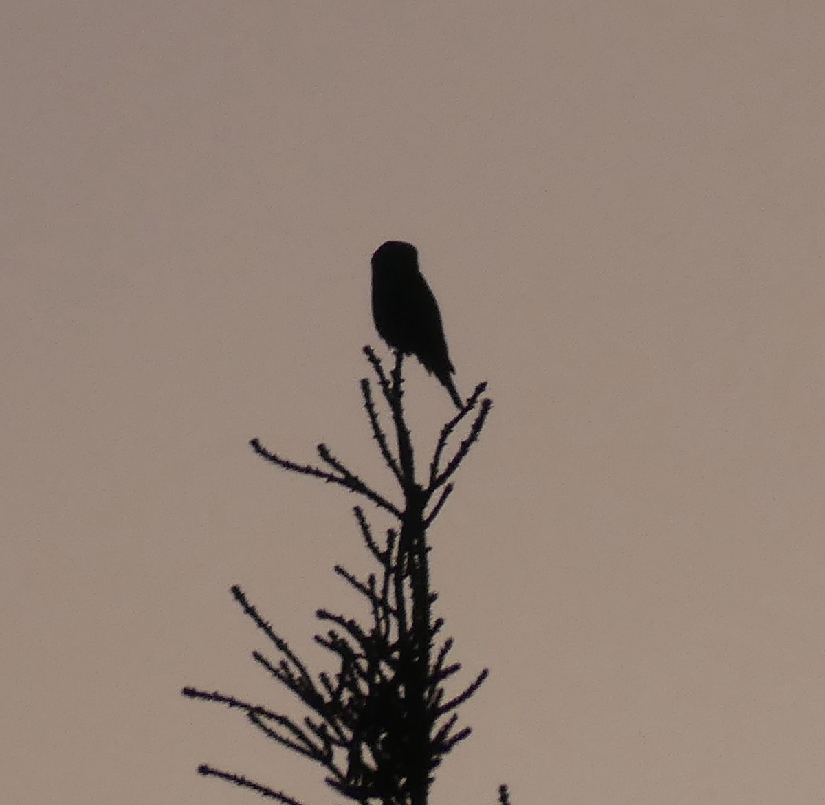 Northern Hawk Owl - ML625905055