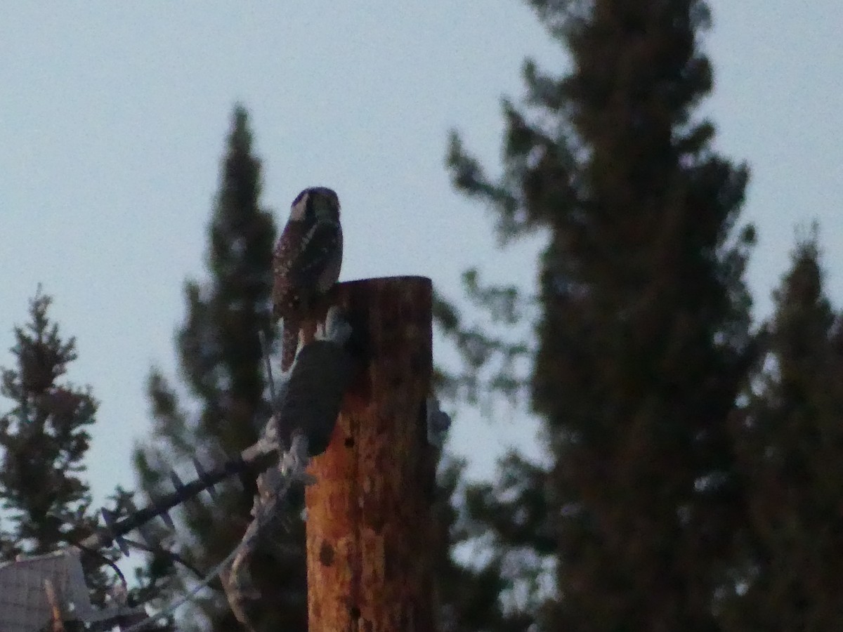 Northern Hawk Owl - ML625905060