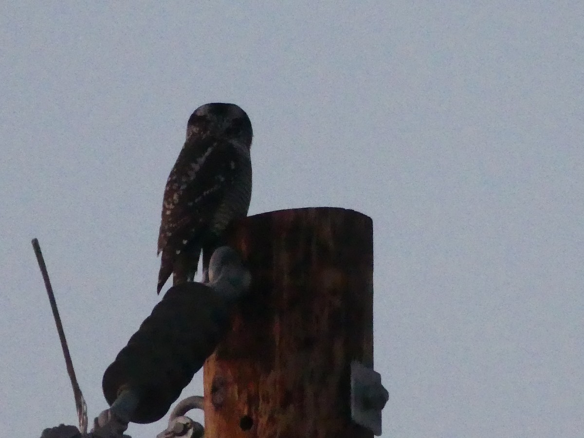 Northern Hawk Owl - ML625905065