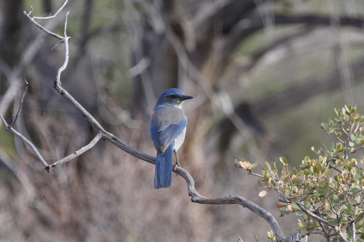 Woodhouse's Scrub-Jay - ML625905233