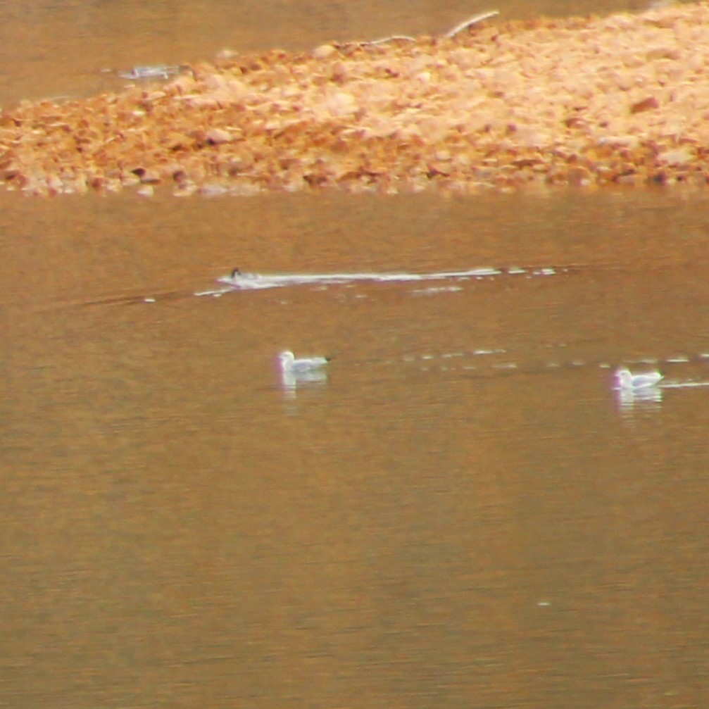 gull sp. - Marsha Painter