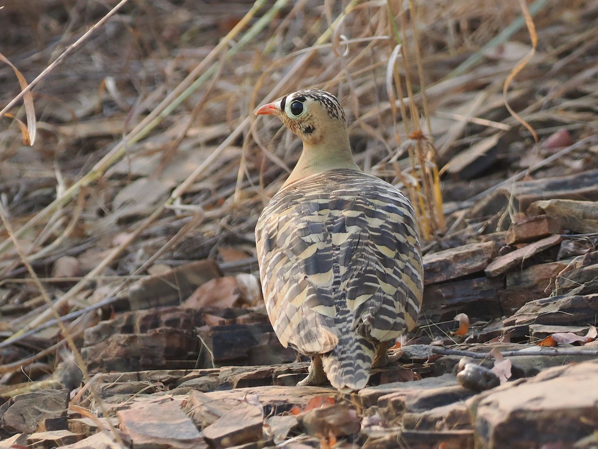 Painted Sandgrouse - ML625905462