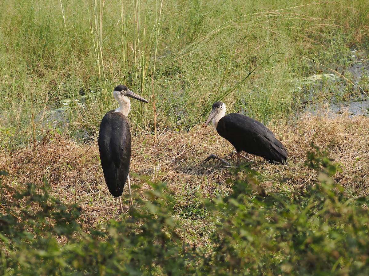 Asian Woolly-necked Stork - ML625905484