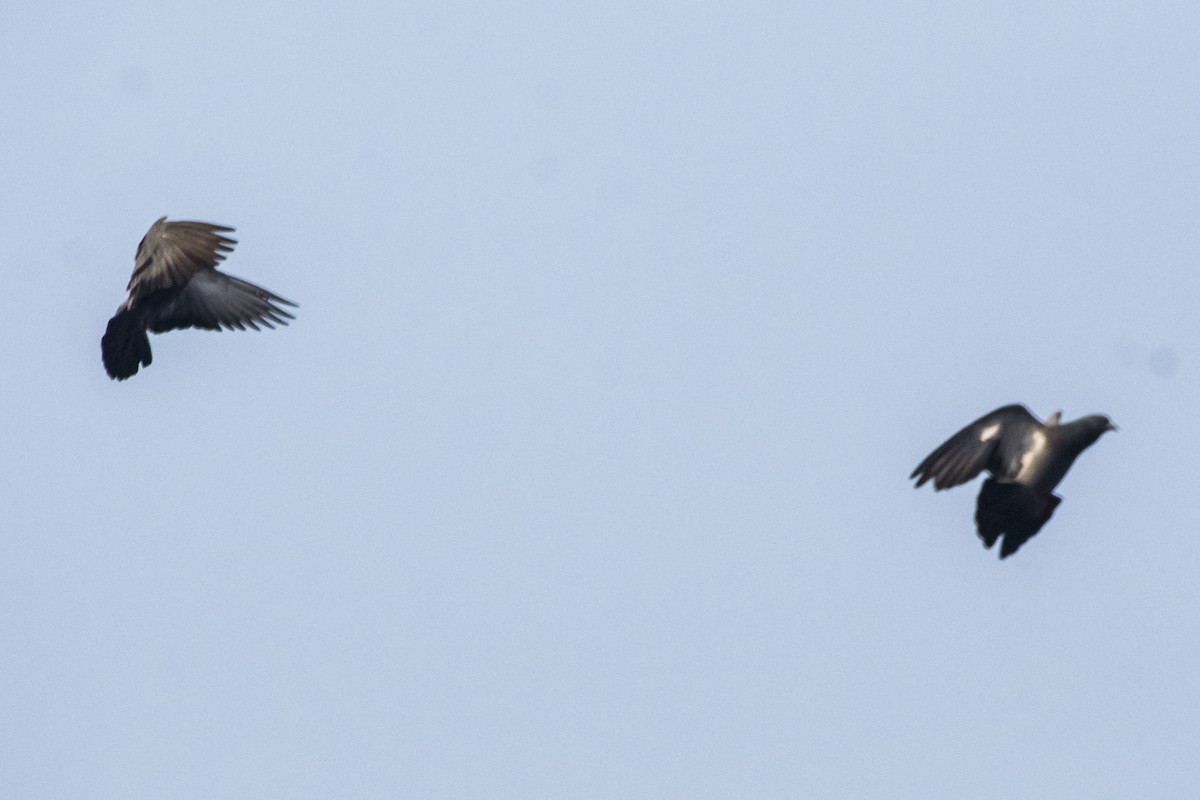 Rock Pigeon (Feral Pigeon) - ML625905490