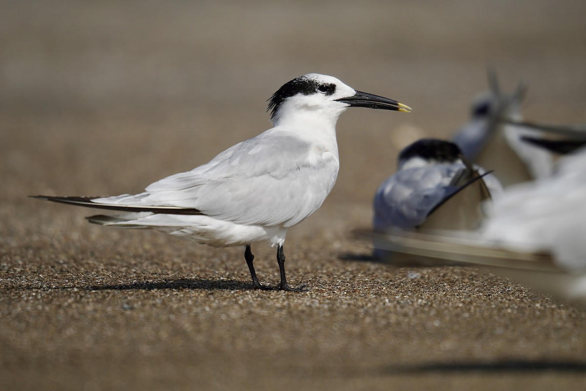 Sandwich Tern (Cabot's) - Ethan Kang