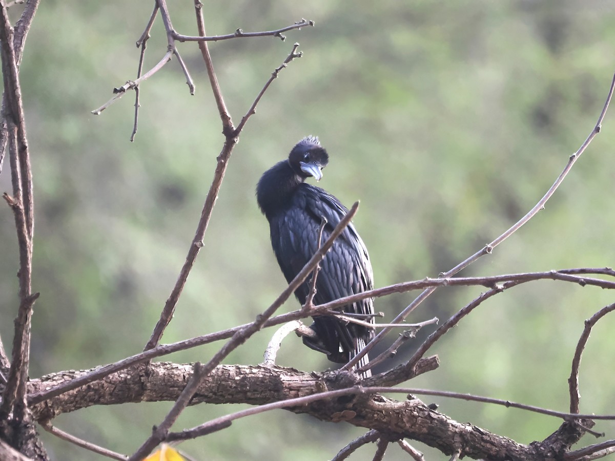 Little Cormorant - ML625905495