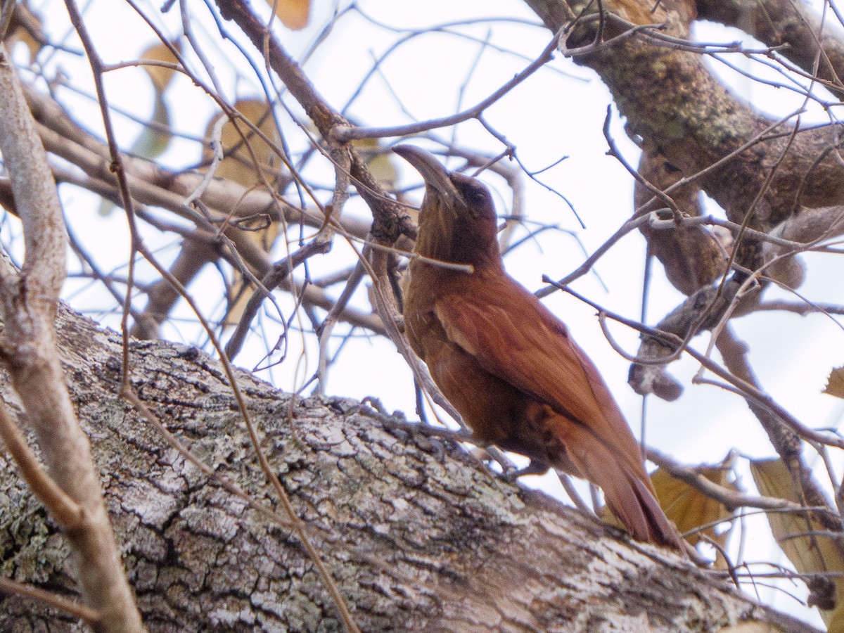 Great Rufous Woodcreeper - ML625905496