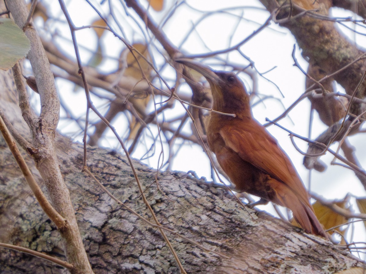 Great Rufous Woodcreeper - ML625905497