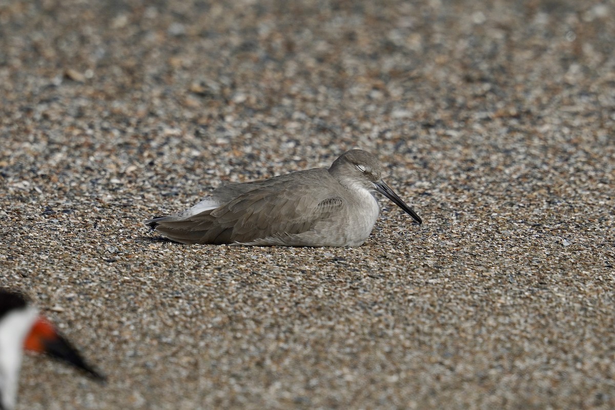 vodouš břehoušovitý (ssp. inornata) - ML625905499