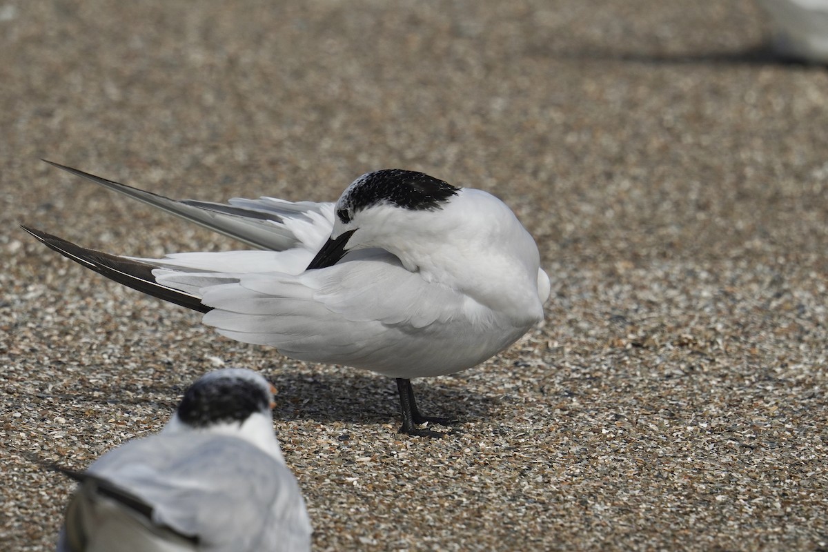 Sandwich Tern (Cabot's) - ML625905500