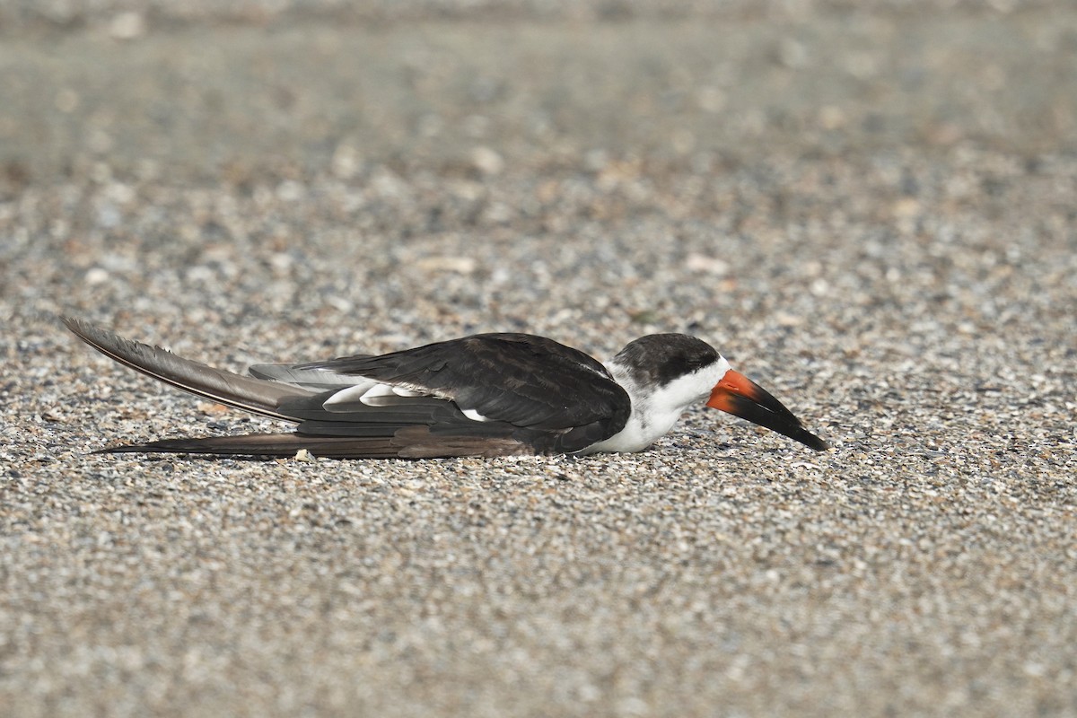 Black Skimmer - ML625905502