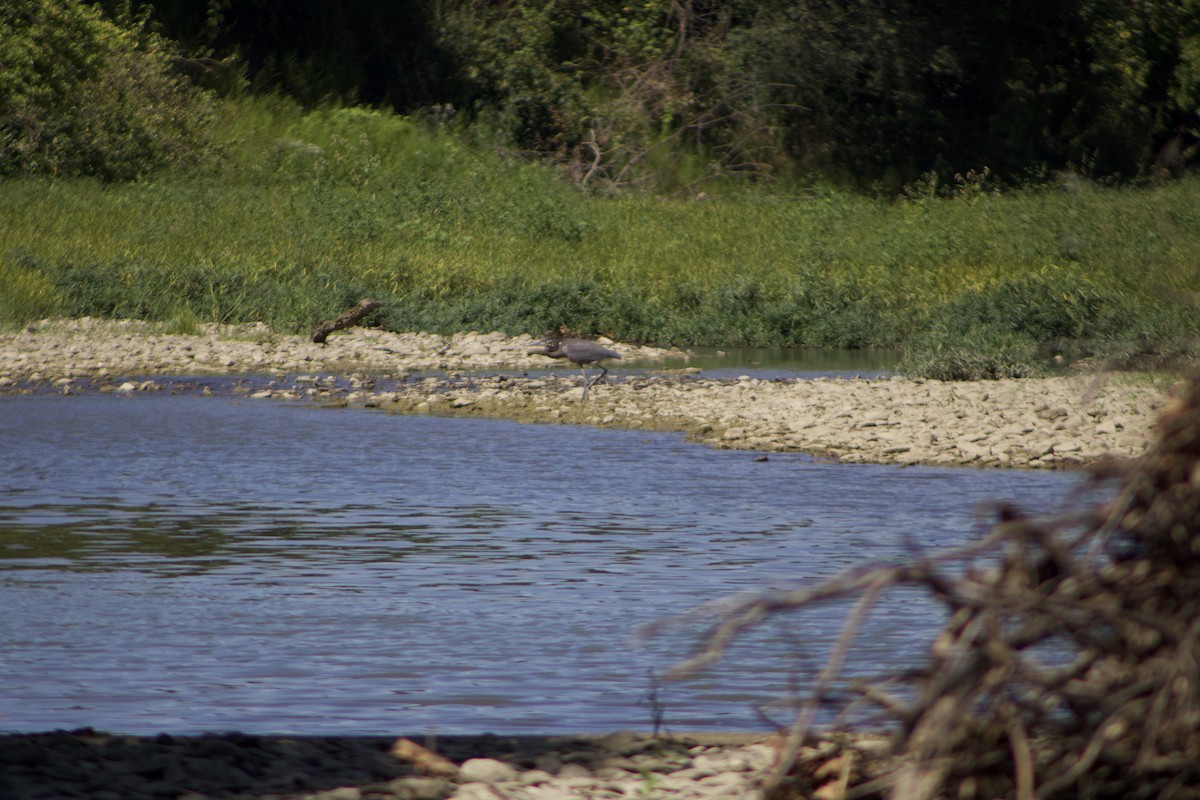 Great Blue Heron - Maggie Bartolovich