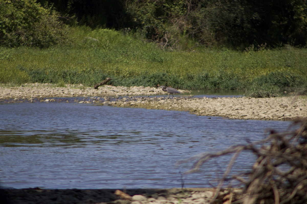 Great Blue Heron - ML625905506