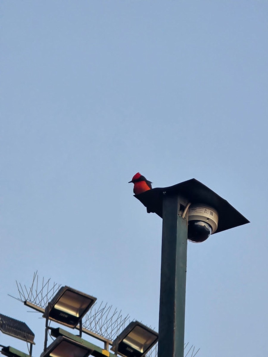 Vermilion Flycatcher - ML625905507