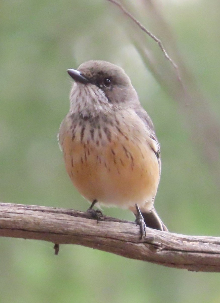 Rufous Whistler - ML625905508