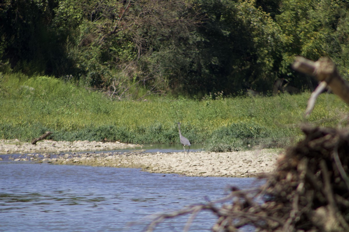 Great Blue Heron - ML625905509