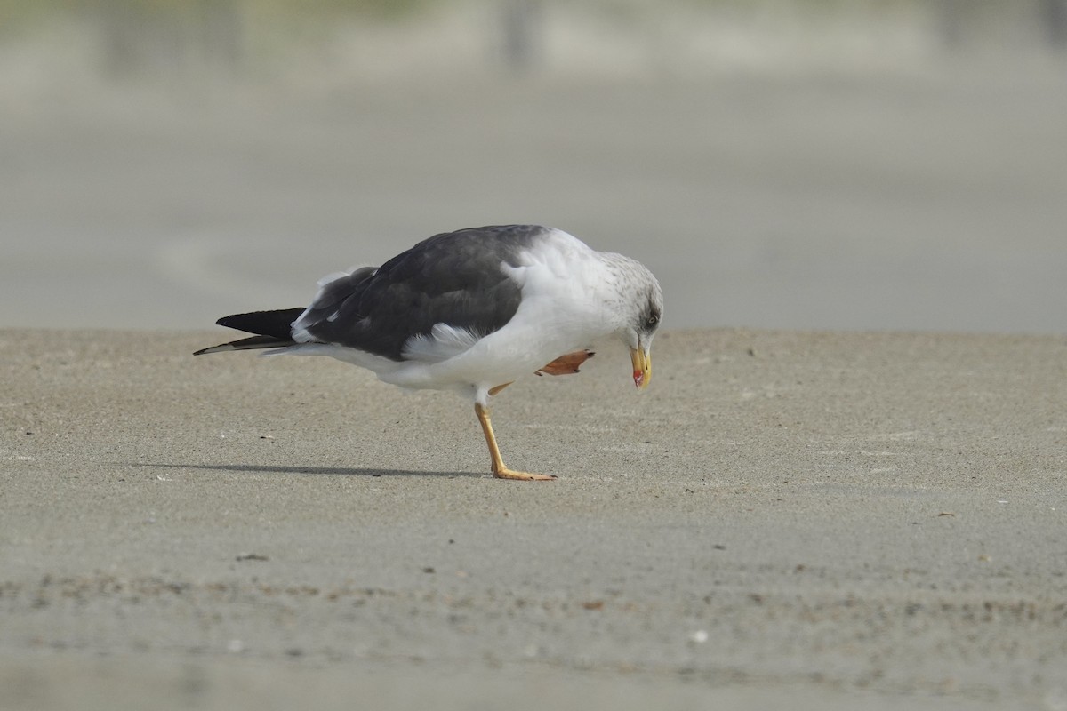 Lesser Black-backed Gull - ML625905510