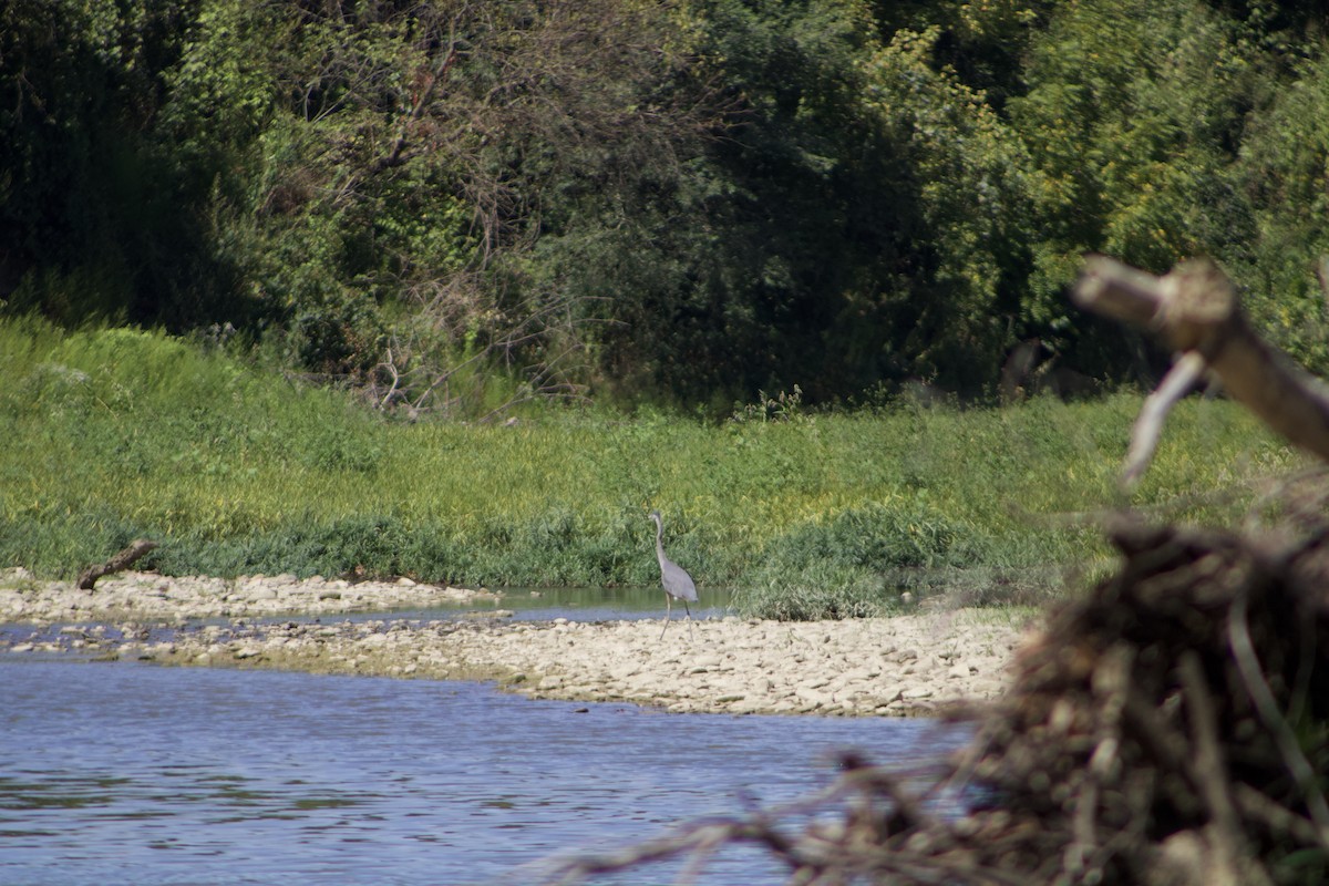 Great Blue Heron - ML625905512