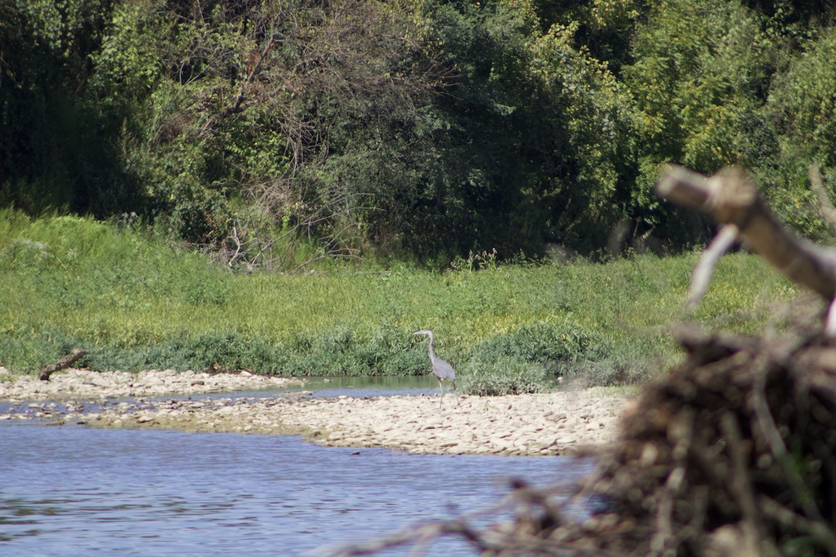 Great Blue Heron - ML625905513