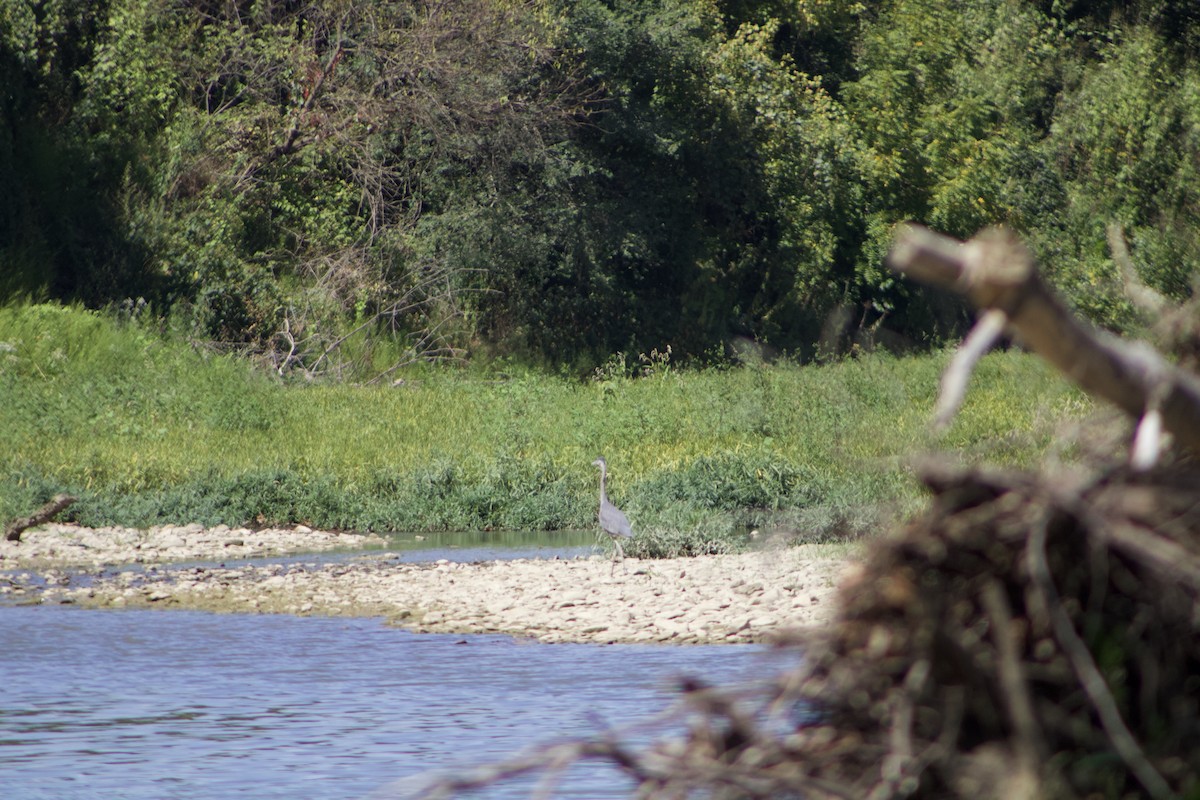 Great Blue Heron - ML625905514