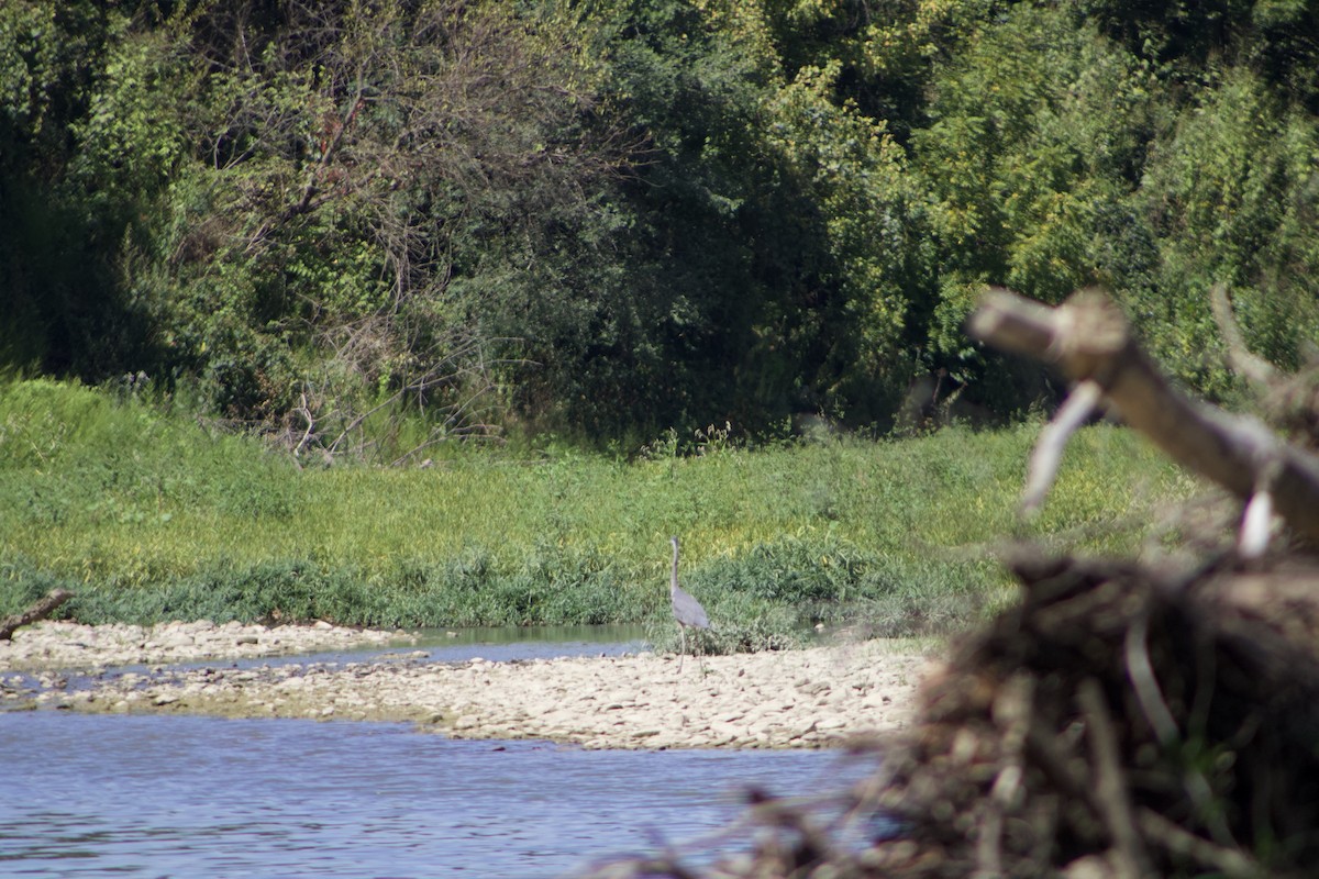 Great Blue Heron - ML625905515