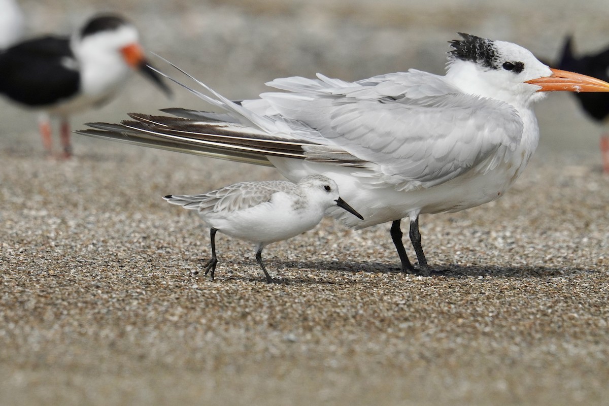 Sanderling - ML625905519