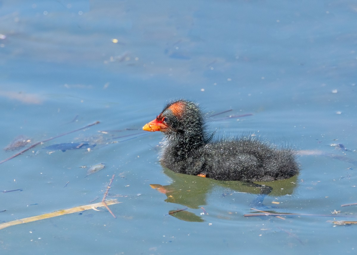 Dusky Moorhen - ML625905542