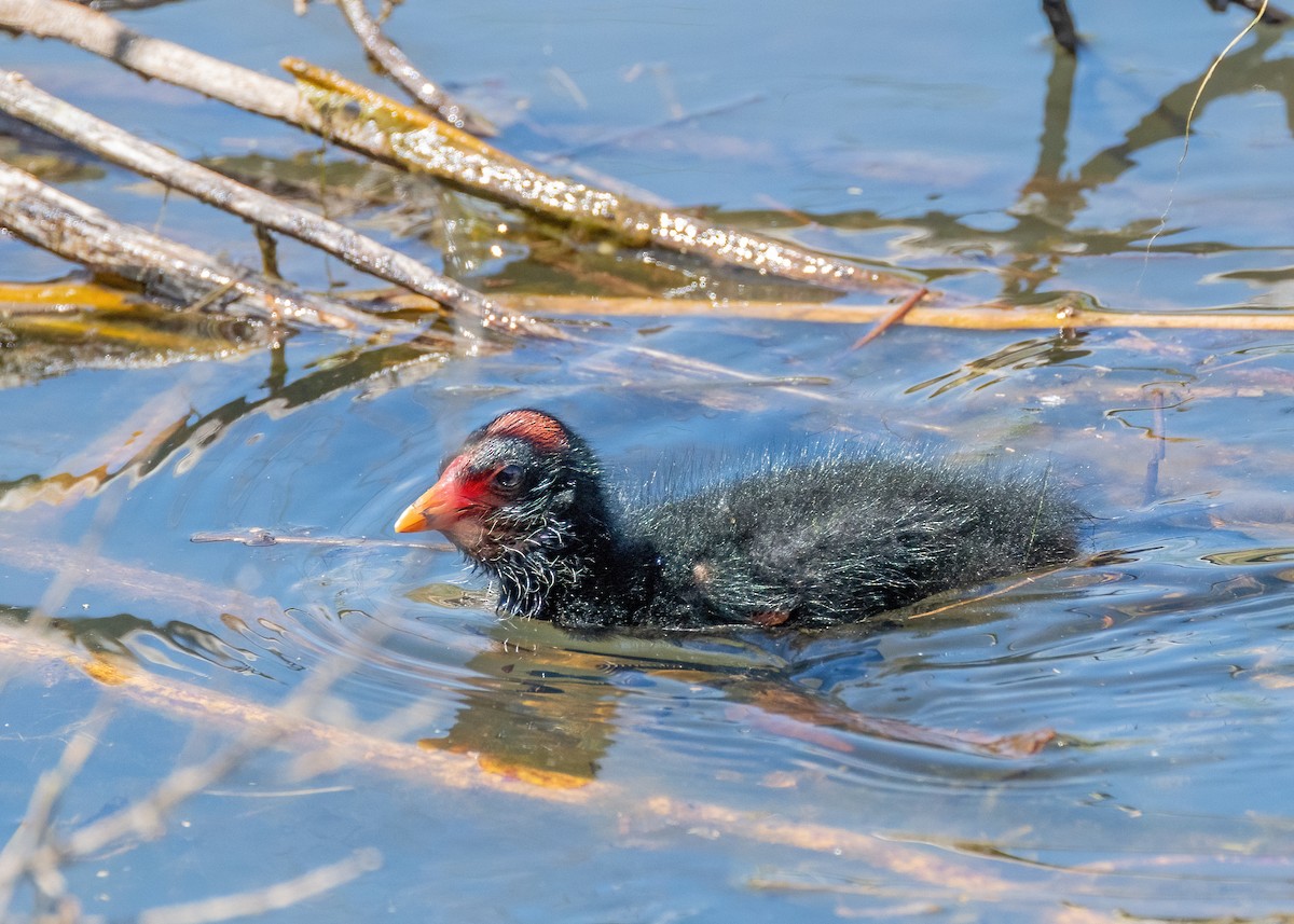 Dusky Moorhen - ML625905543