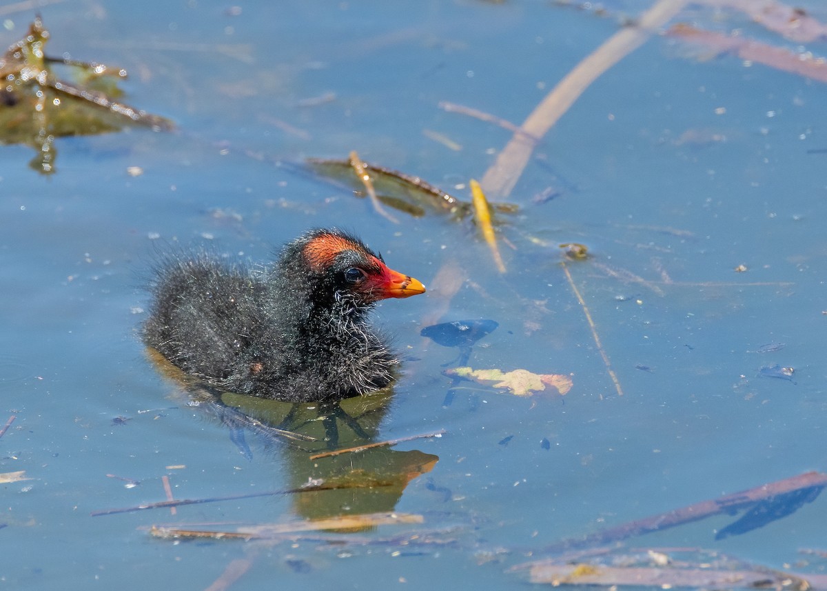 Dusky Moorhen - Julie Clark