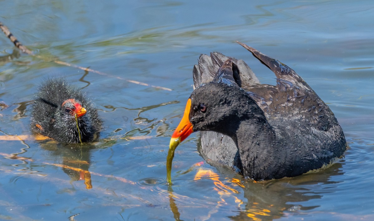 Dusky Moorhen - ML625905545