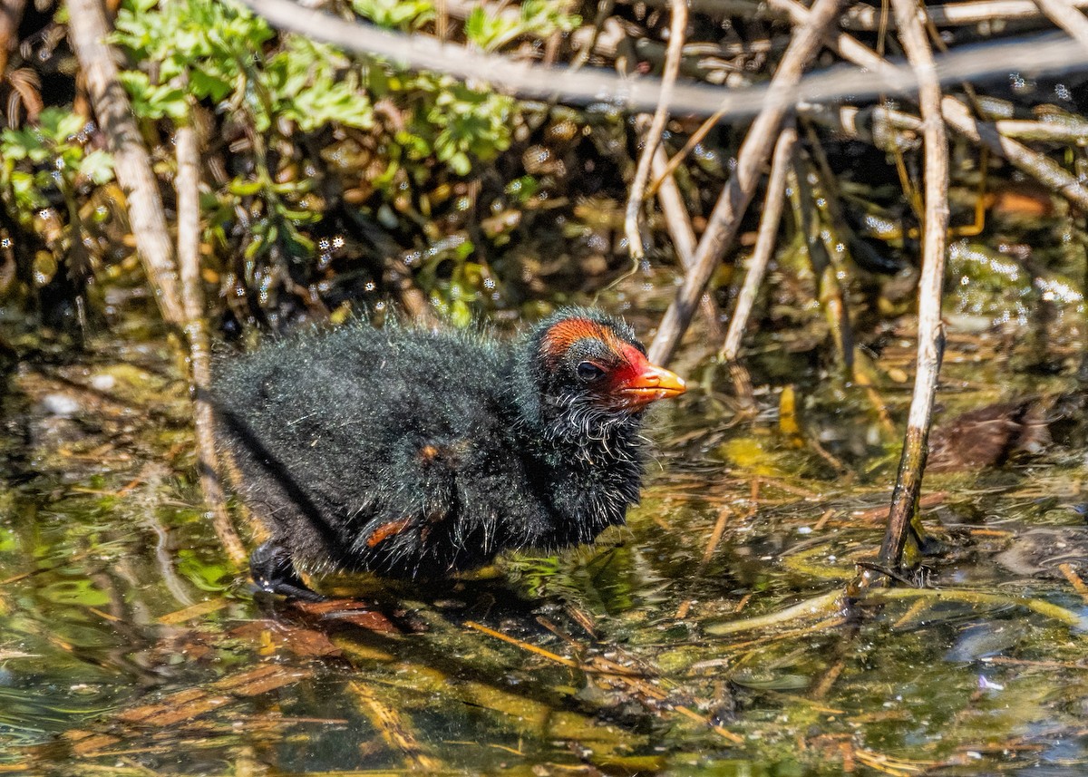 Dusky Moorhen - ML625905546