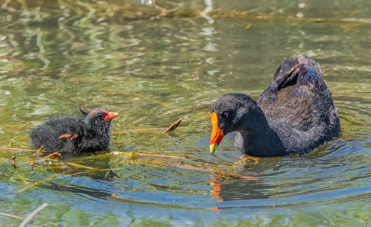 Dusky Moorhen - ML625905547