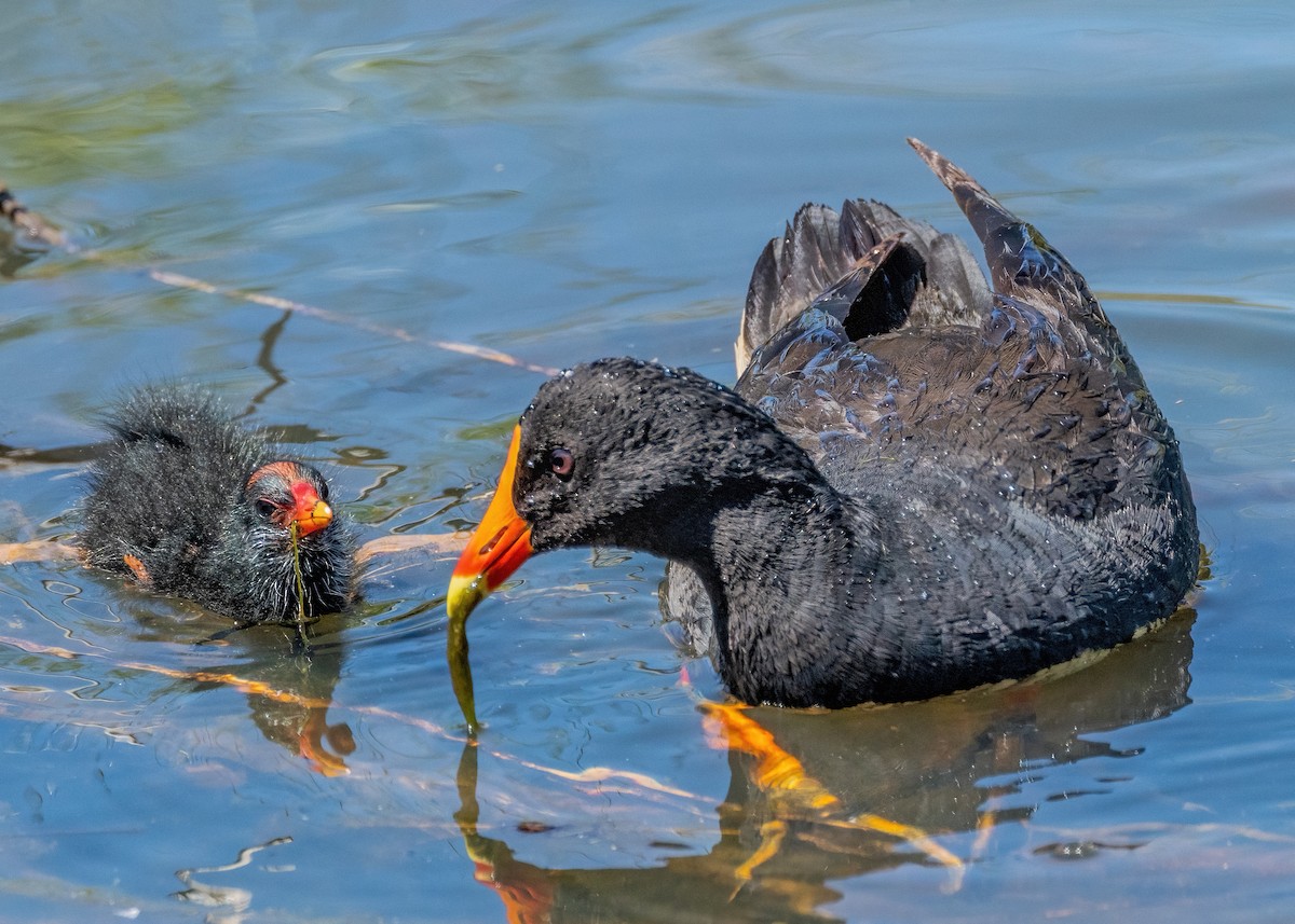 Dusky Moorhen - ML625905549