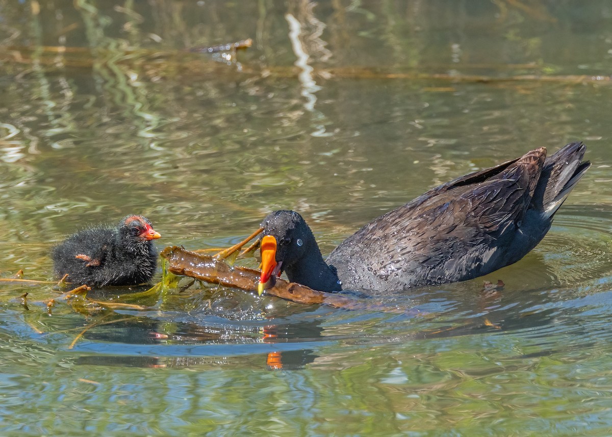 Dusky Moorhen - ML625905550