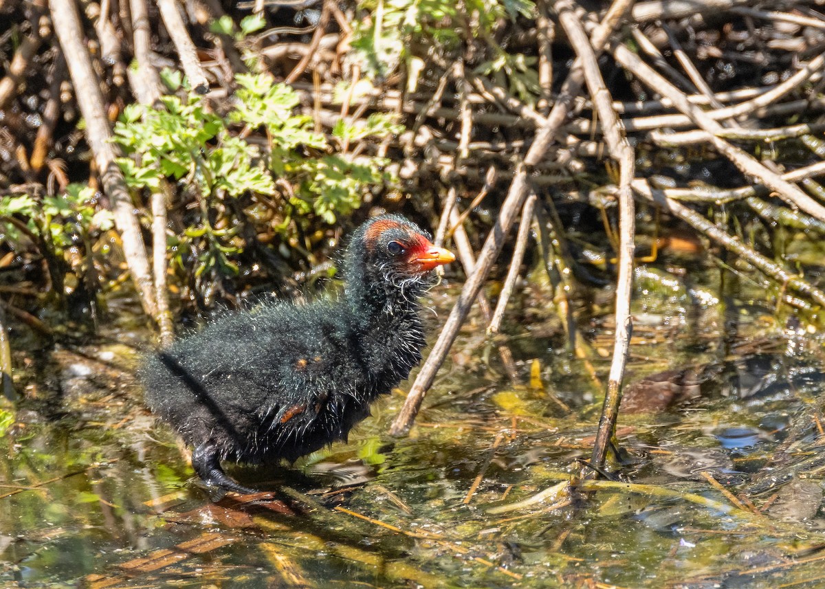 Dusky Moorhen - ML625905551