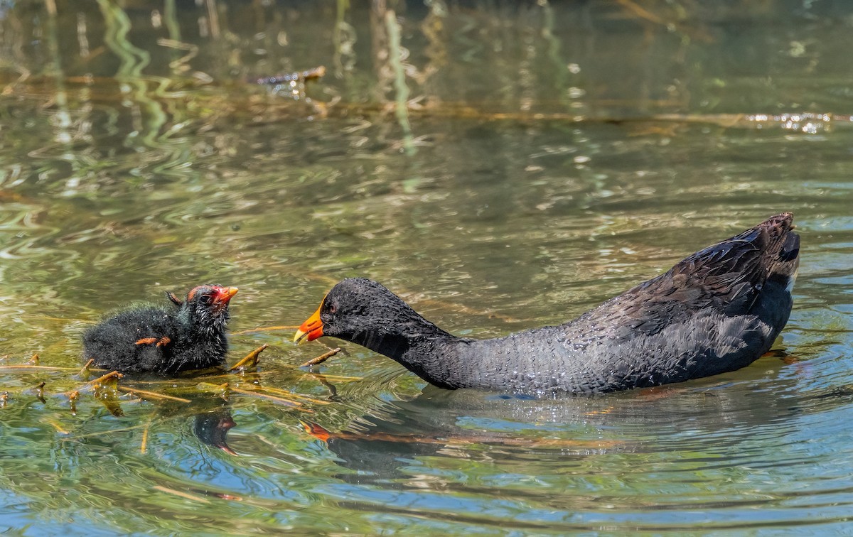 Dusky Moorhen - Julie Clark