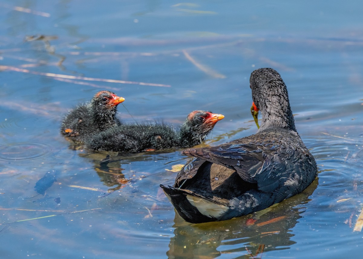 Dusky Moorhen - ML625905554