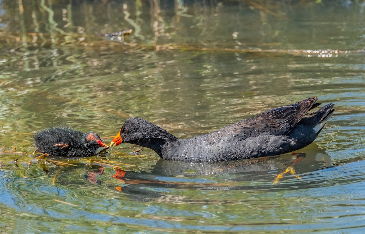 Dusky Moorhen - ML625905555