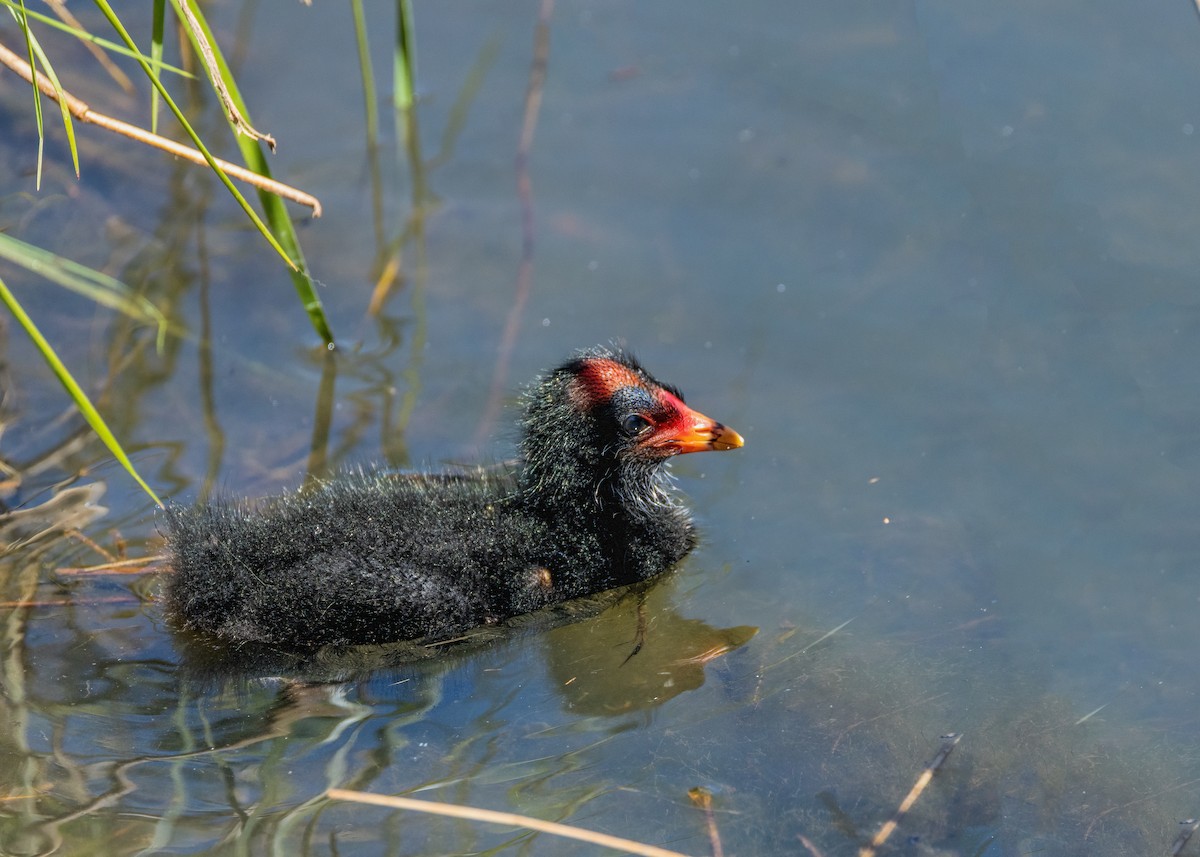 Dusky Moorhen - ML625905556