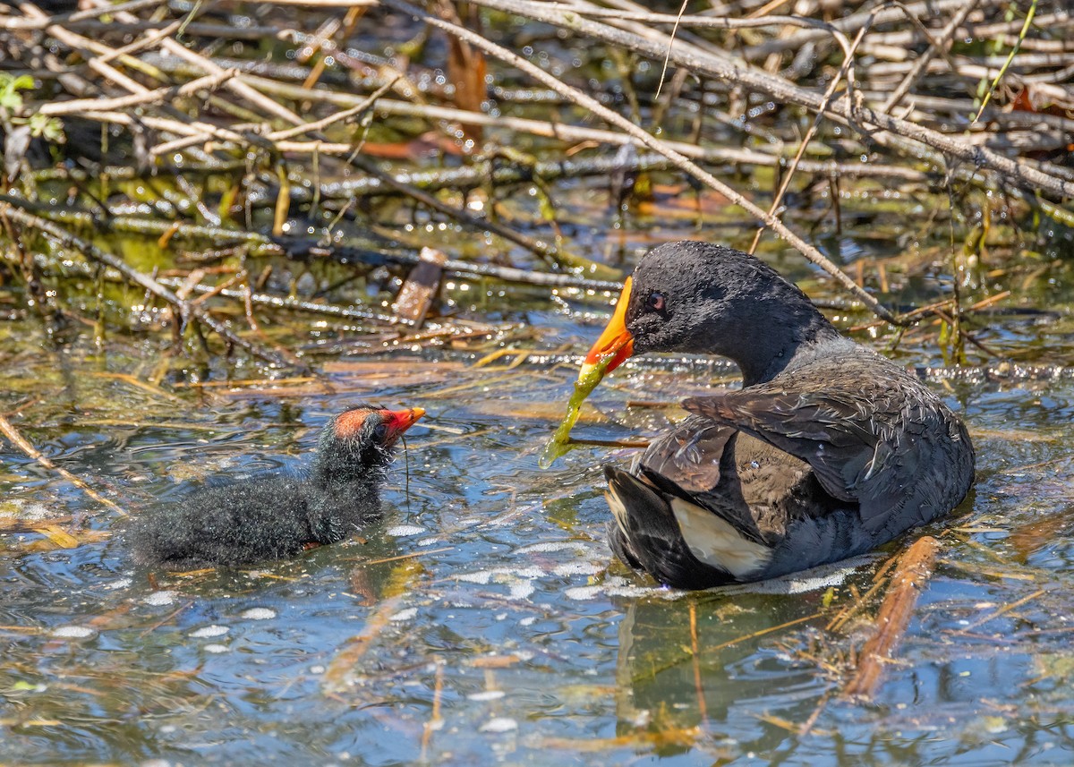 Dusky Moorhen - ML625905557