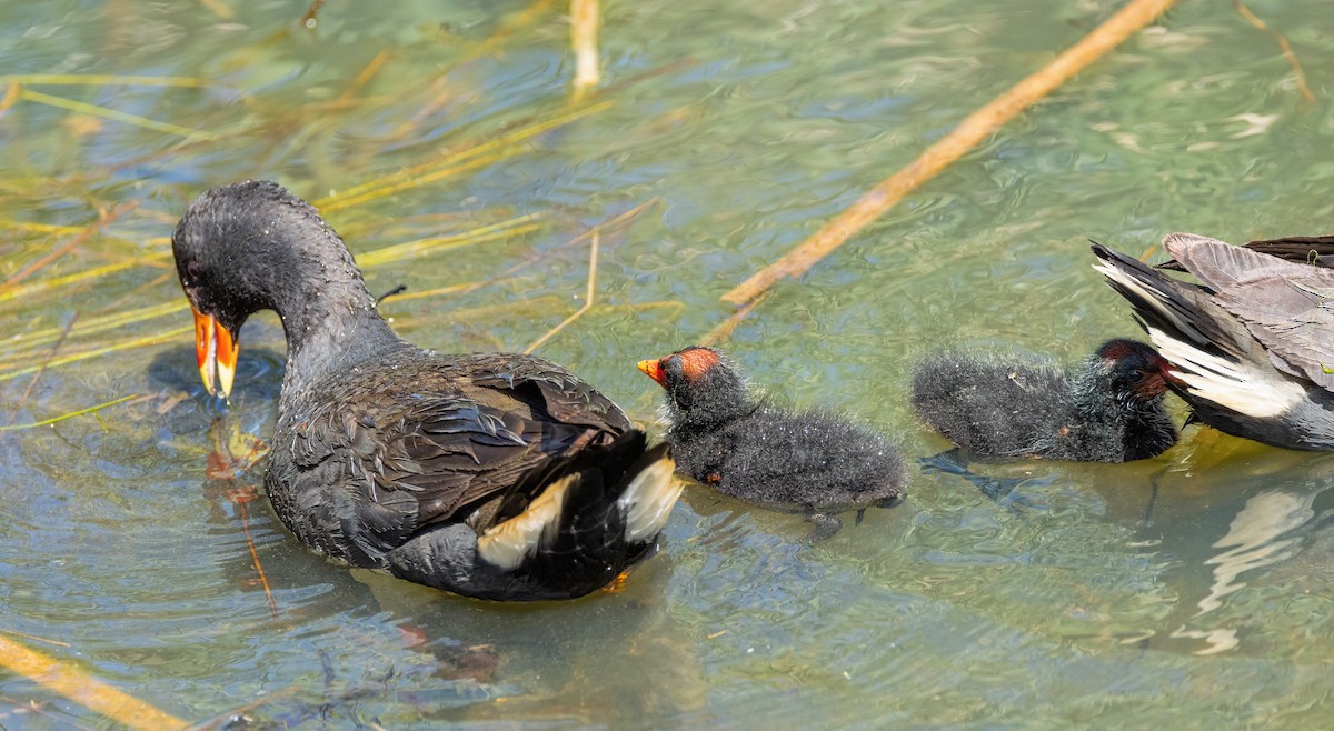 Dusky Moorhen - ML625905558