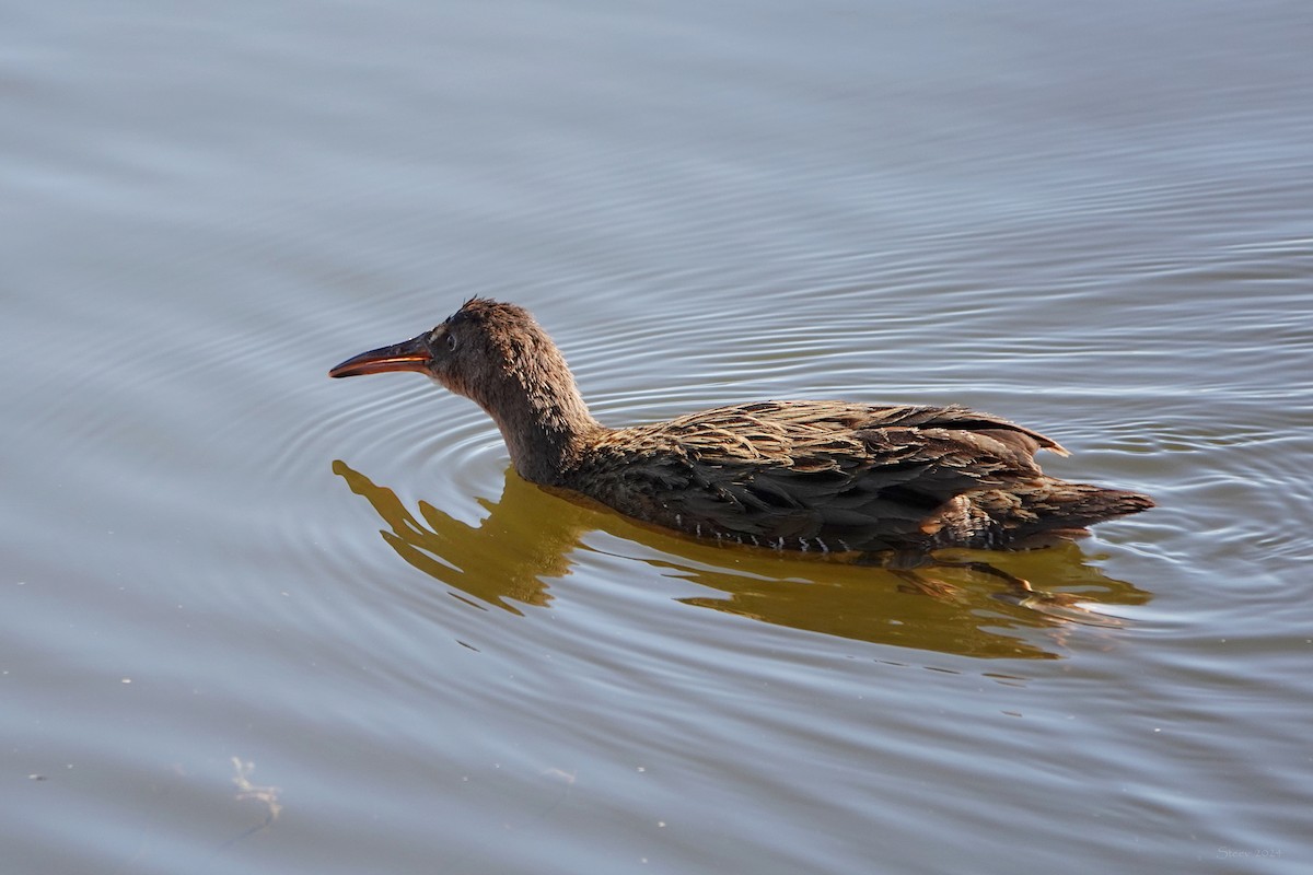 Ridgway's Rail - ML625905559