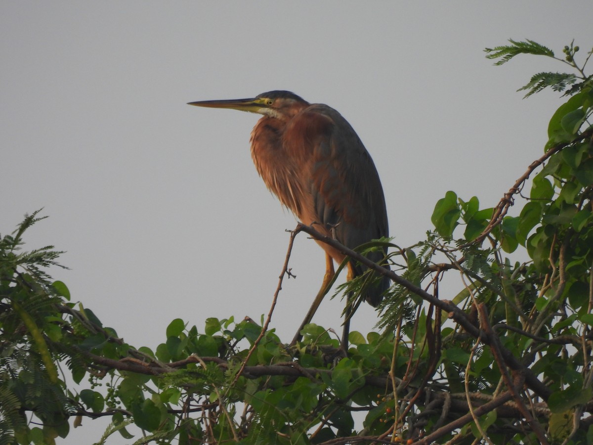 Purple Heron - ML625905563