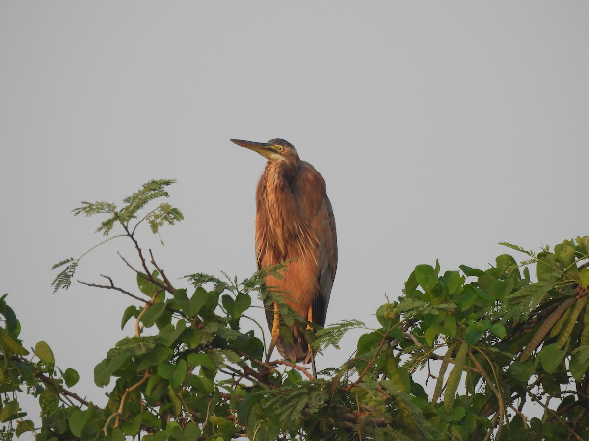 Purple Heron - ML625905564