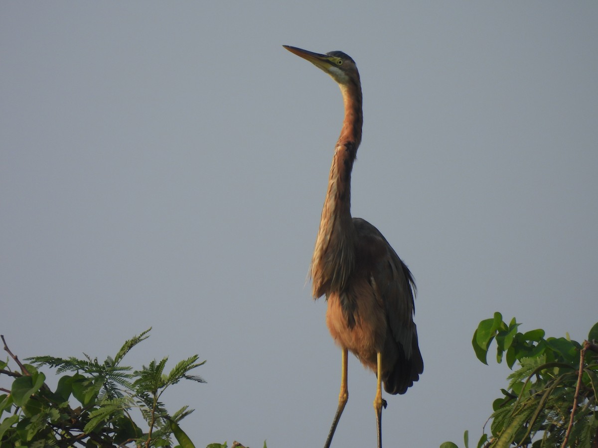 Purple Heron - ML625905565