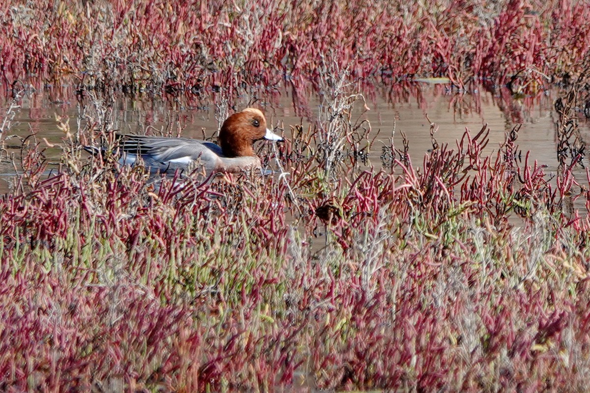 Eurasian Wigeon - ML625905566