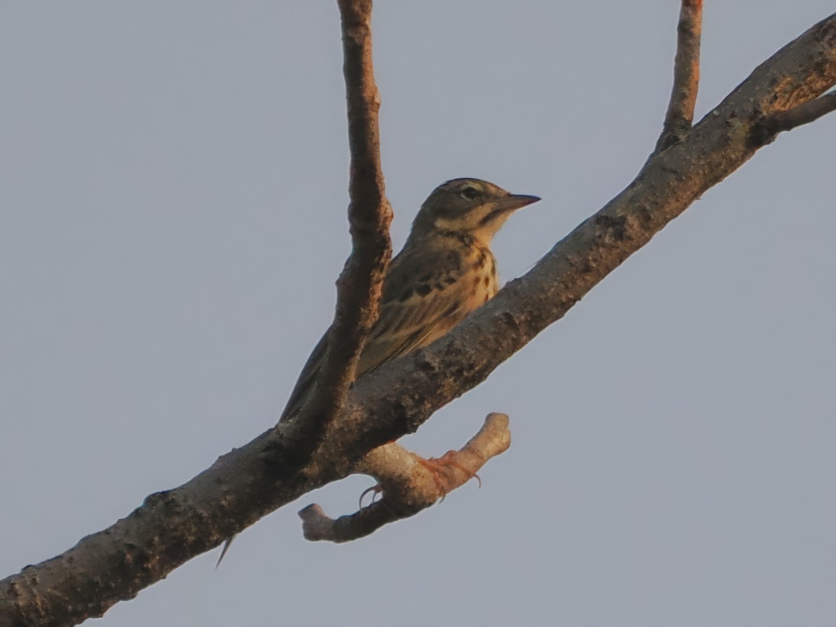 Olive-backed Pipit - ML625905567