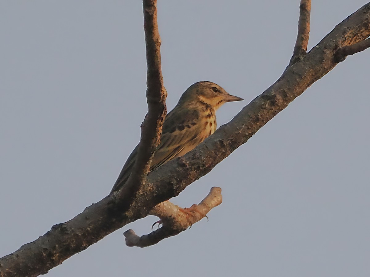 Olive-backed Pipit - ML625905568